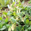 Symphytum tuberosum (2)
